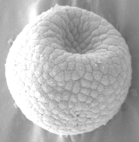 embryon d'oursin au cours du processus d'invagination (cliché J. B. Morrill)